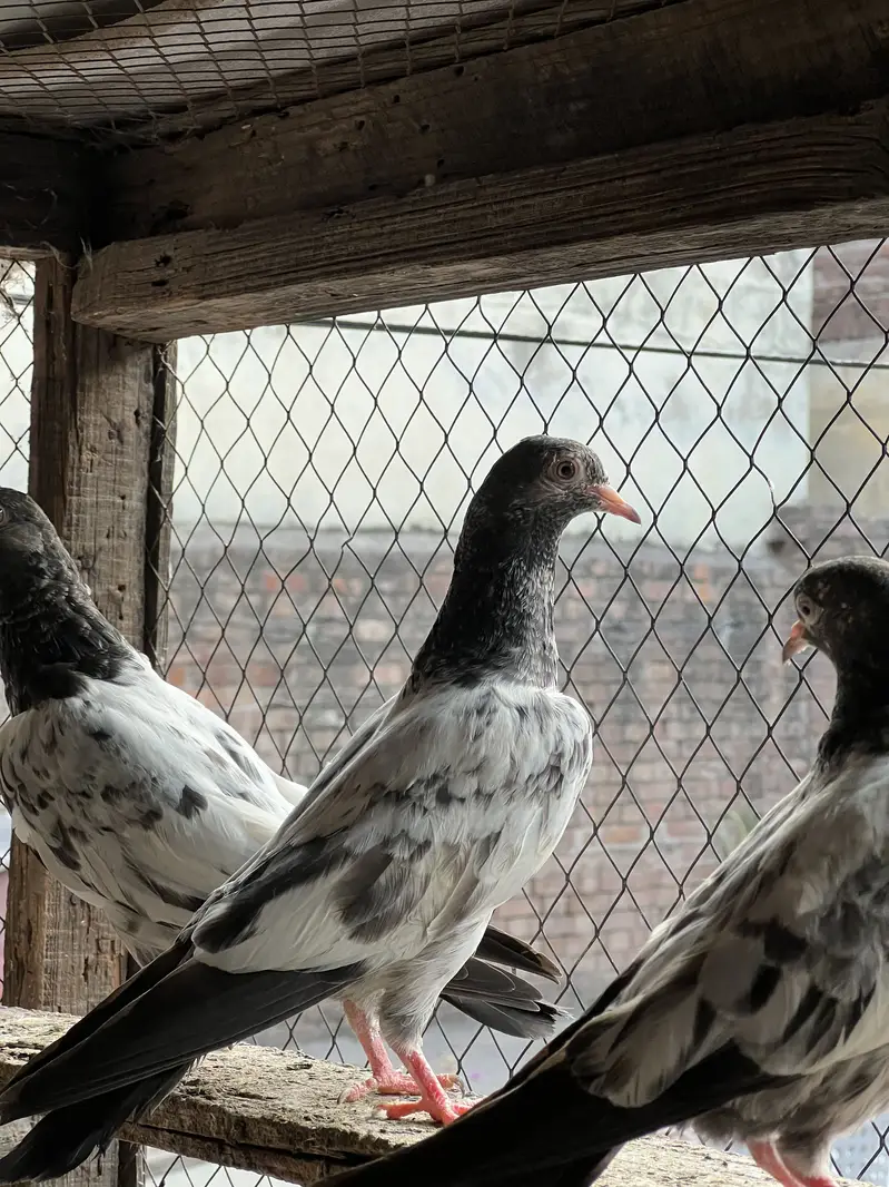Teddy , rampuri , Chuway , Lakhay — photo 2