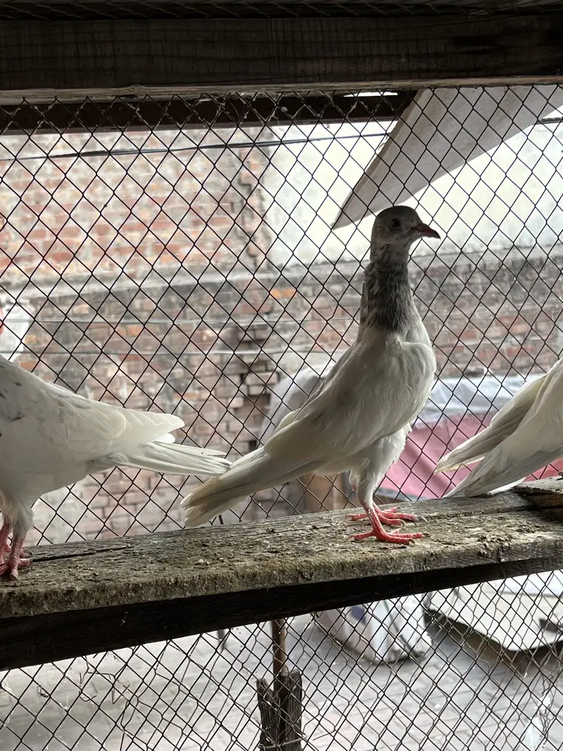 Teddy , rampuri , Chuway , Lakhay — photo 3