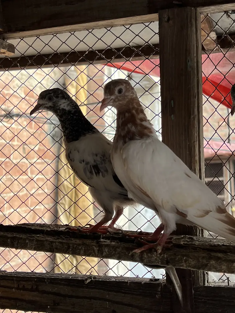 Teddy , rampuri , Chuway , Lakhay — photo 4