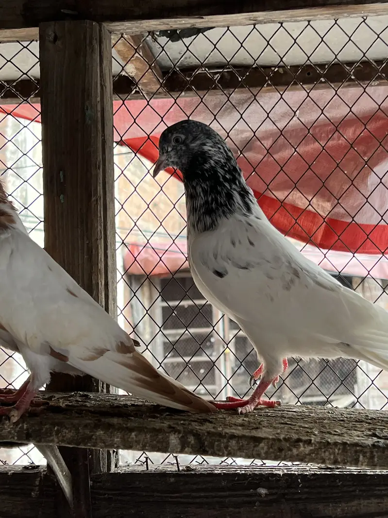 Teddy , rampuri , Chuway , Lakhay — photo 5