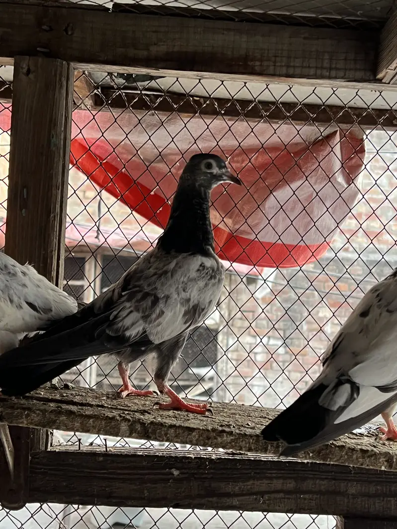 Teddy , rampuri , Chuway , Lakhay — photo 6
