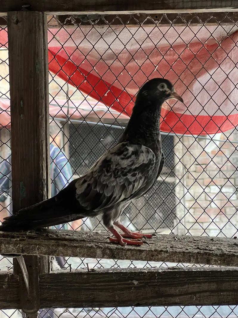 Teddy , rampuri , Chuway , Lakhay — photo 7
