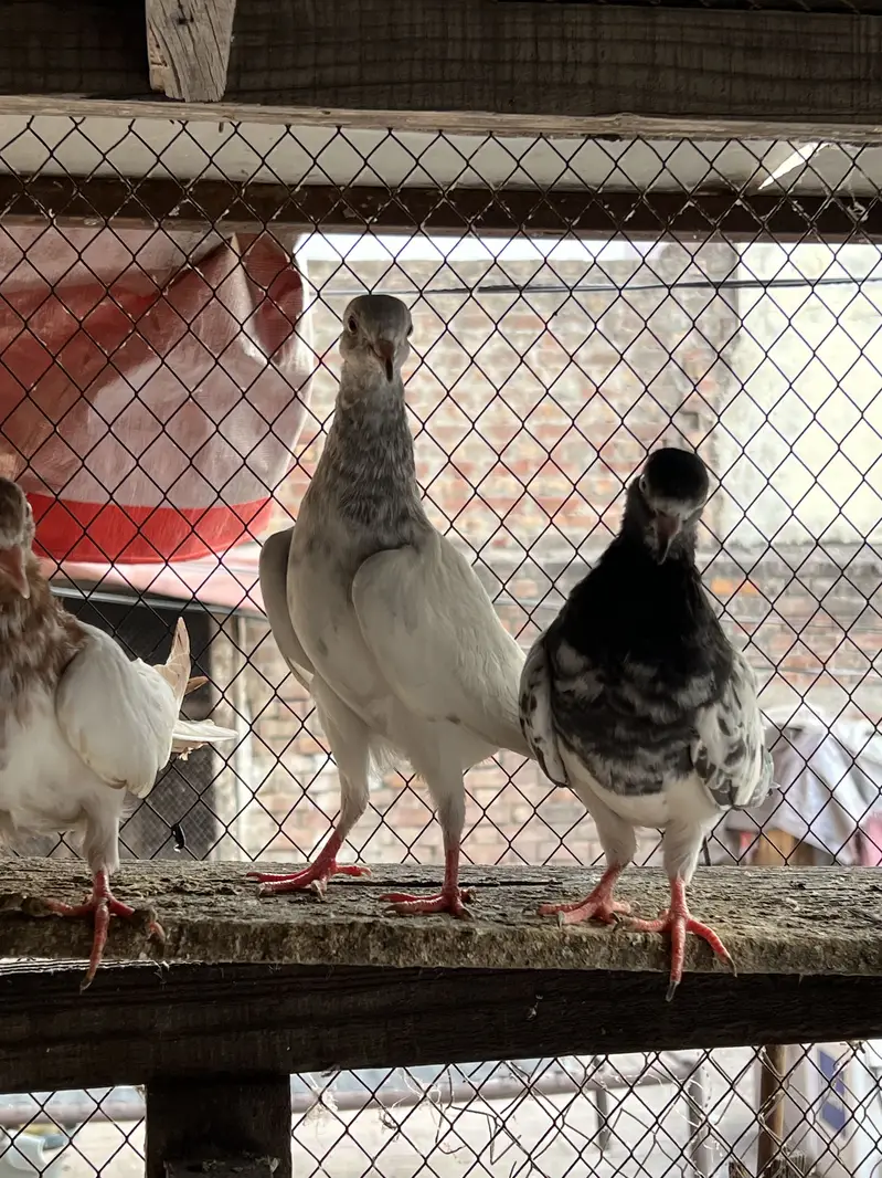 Teddy , rampuri , Chuway , Lakhay — photo 8