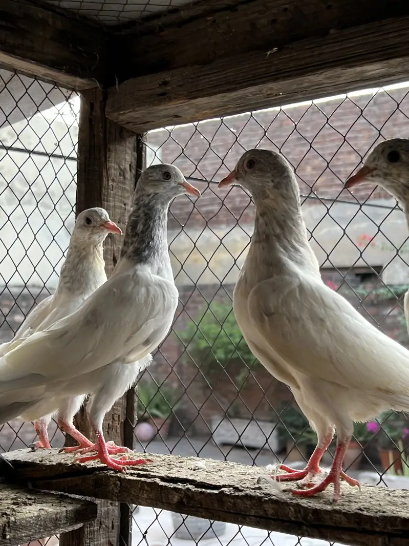 Teddy , rampuri , Chuway , Lakhay — photo 9
