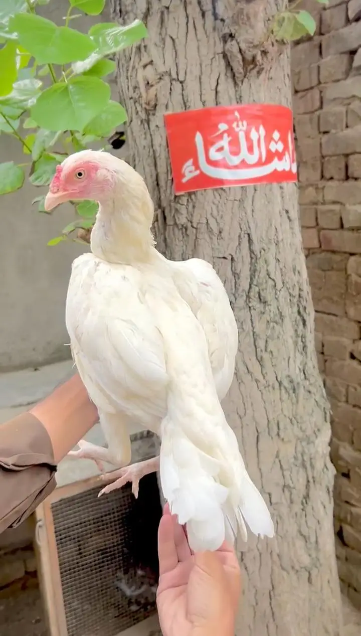 Heera Aseel Madi  03408589955 — photo 3