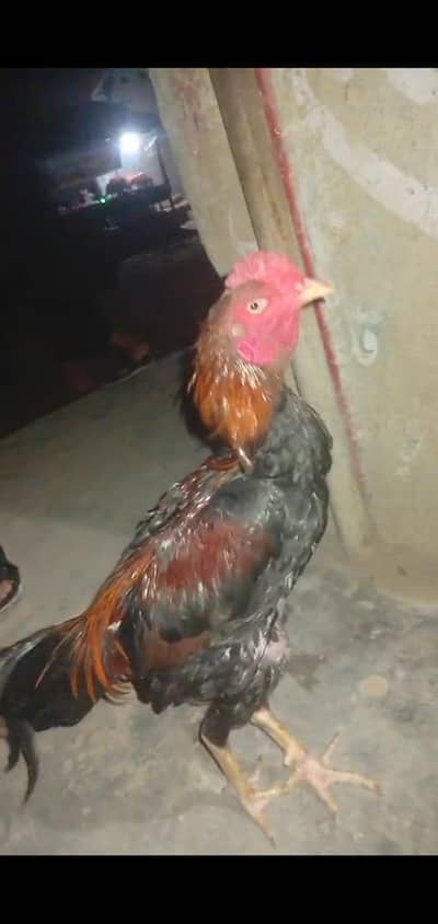 Aseel mianwali murga hai