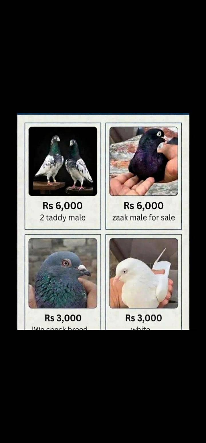 pigeon 0
