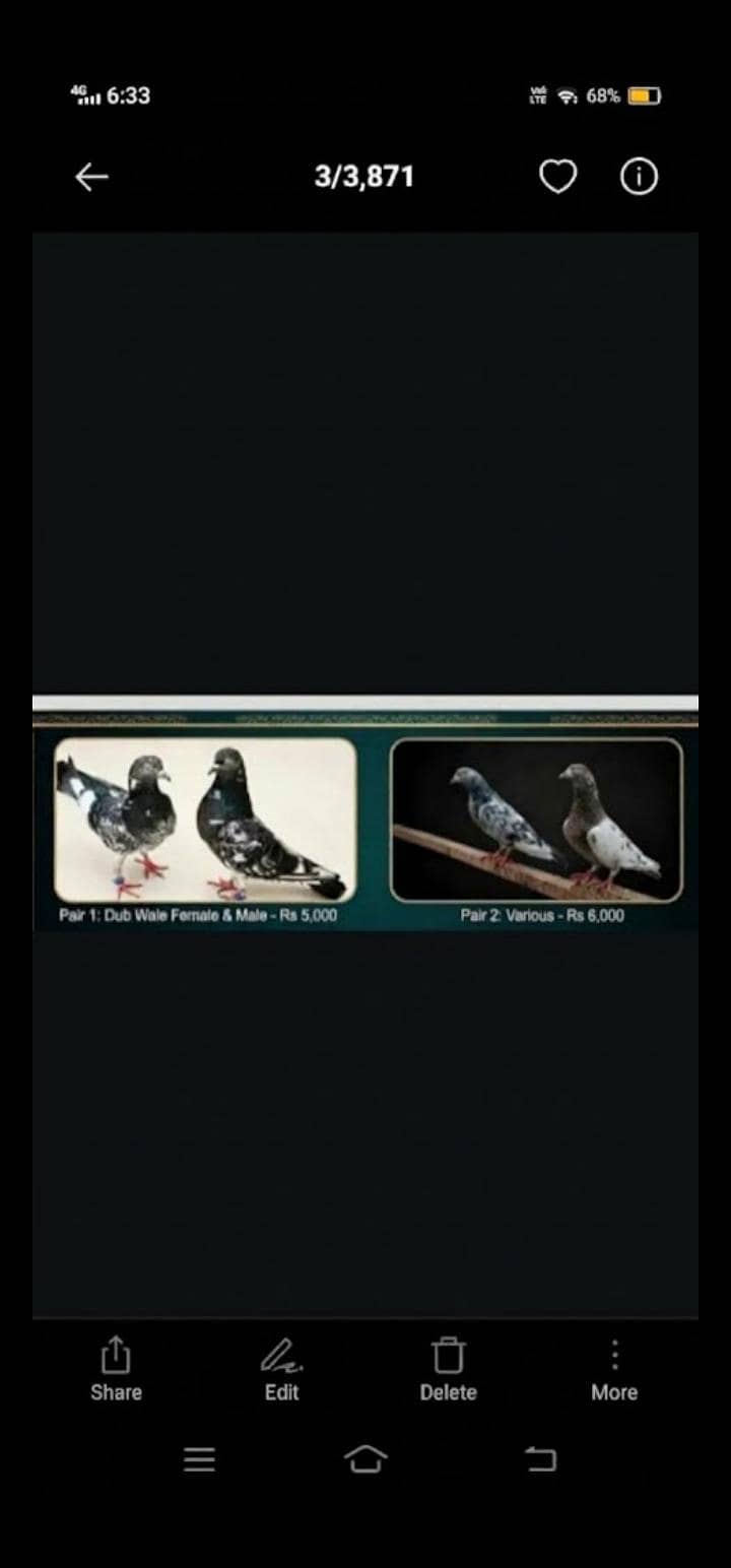 pigeon 1