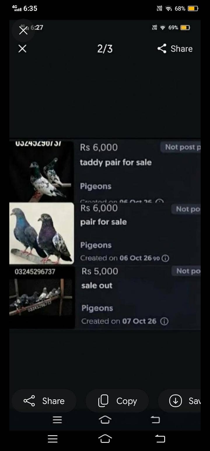 pigeon 2