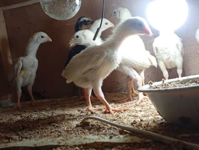 German shamo chicks available for sale