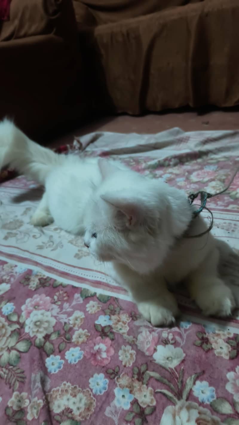 Persian cat 0