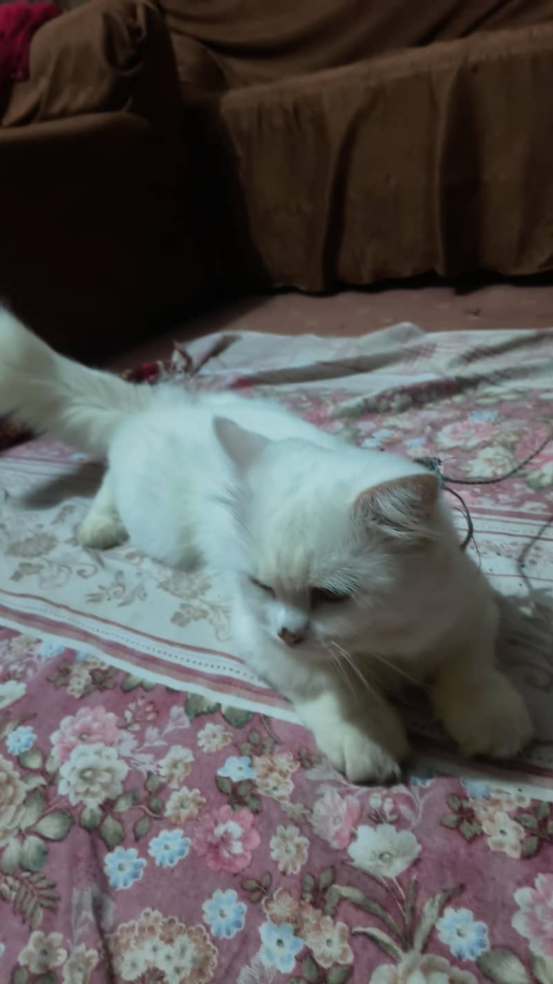 Persian cat 1