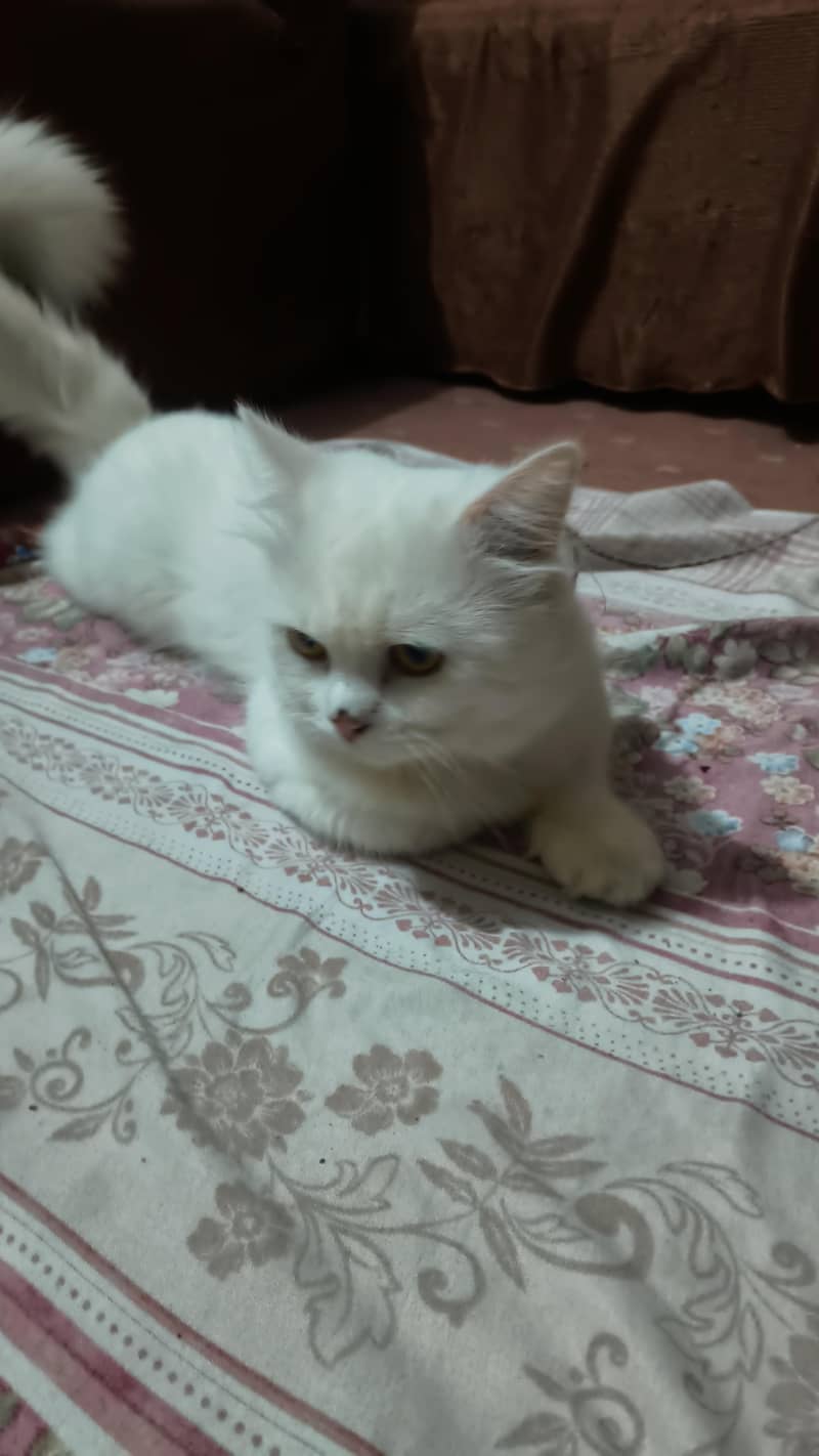 Persian cat 2