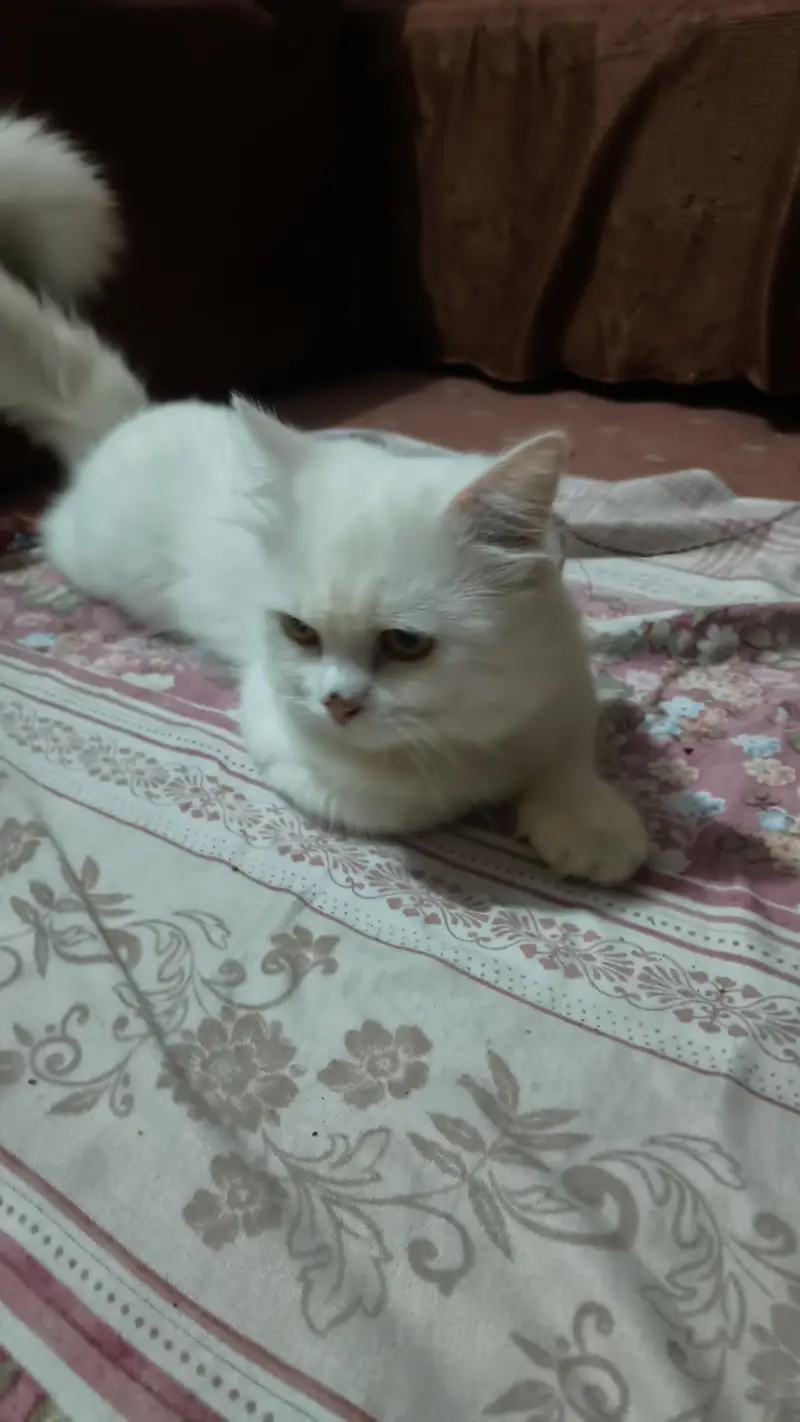 Persian cat — photo 3