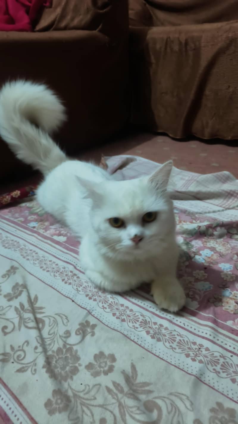 Persian cat 3