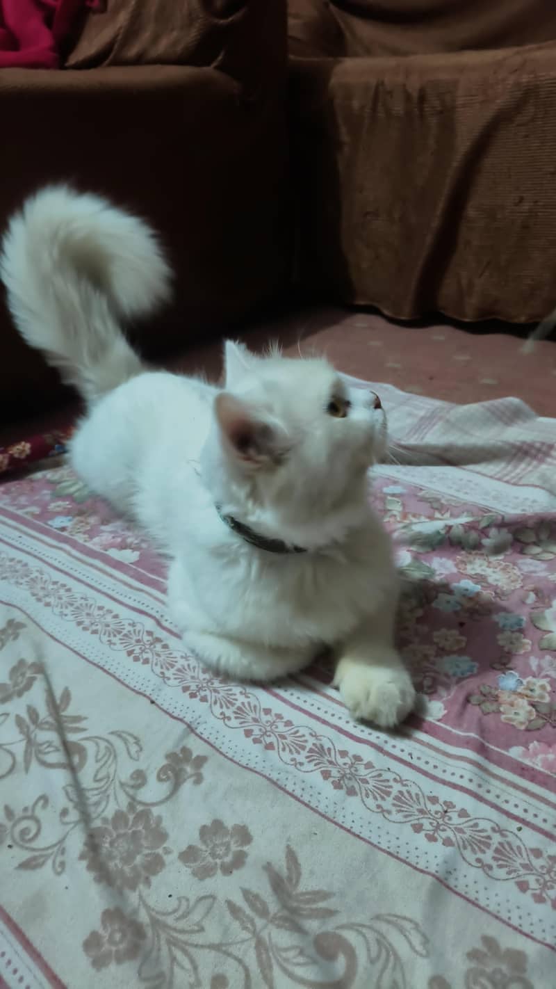 Persian cat 4