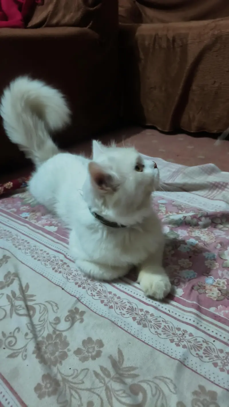 Persian cat — photo 5