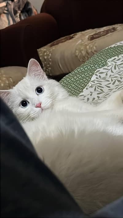 Persian hazel blue eyes