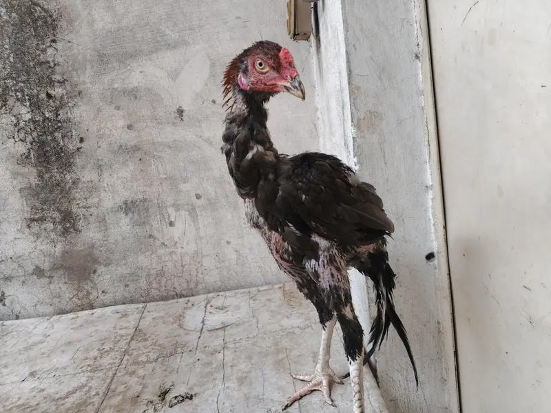 aseel barmi chicks — photo 2
