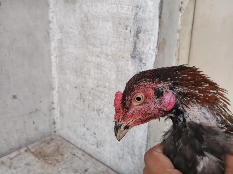 aseel barmi chicks — photo 3