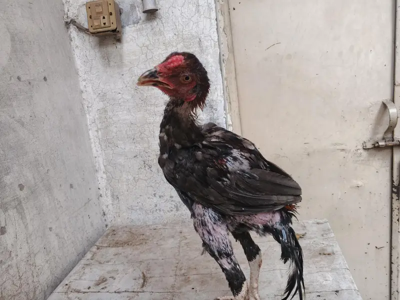 aseel barmi chicks — photo 4
