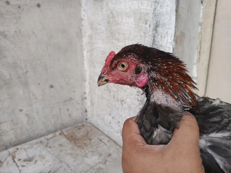 aseel barmi chicks — photo 5
