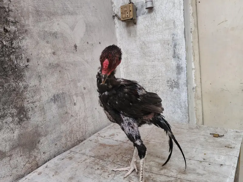 aseel barmi chicks — photo 6