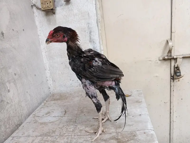 aseel barmi chicks — photo 7
