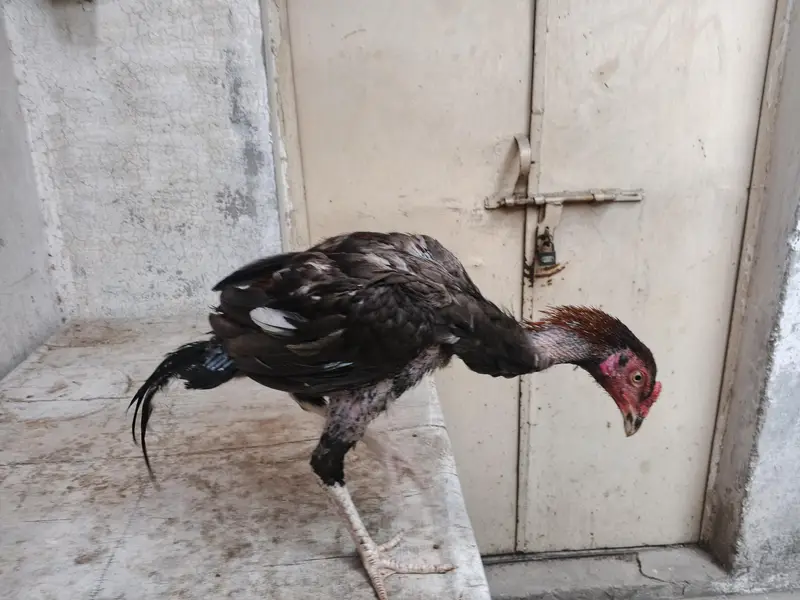 aseel barmi chicks — photo 8