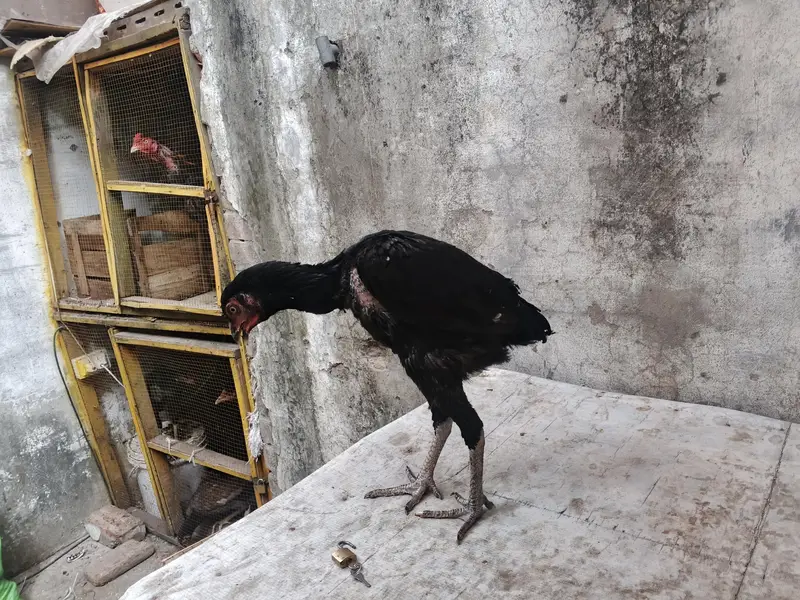 aseel barmi chicks — photo 9