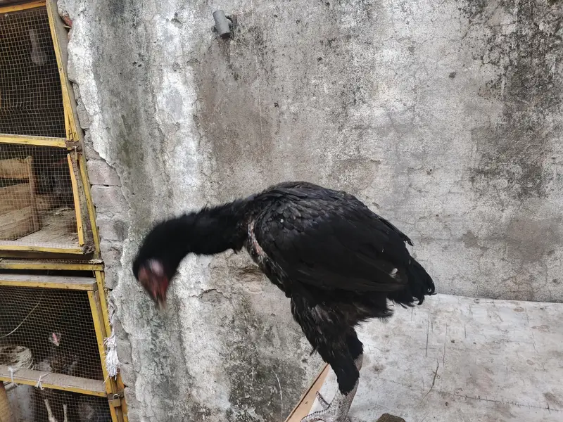 aseel barmi chicks — photo 10