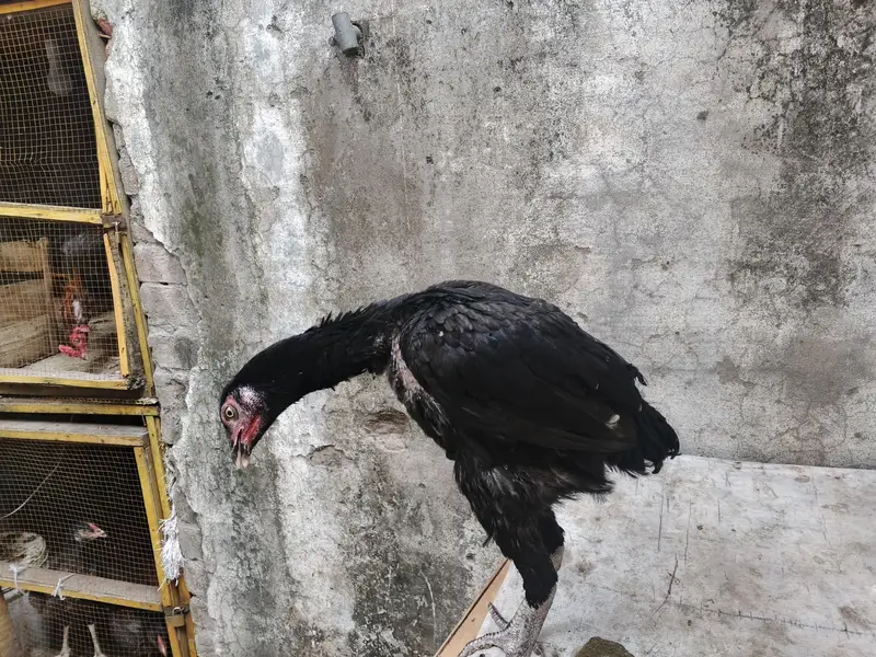 aseel barmi chicks — photo 11