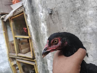 aseel barmi chicks