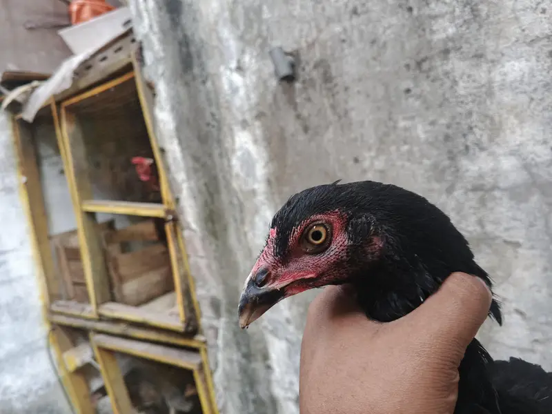 aseel barmi chicks — photo 12