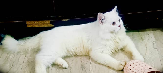 white persia male cat
