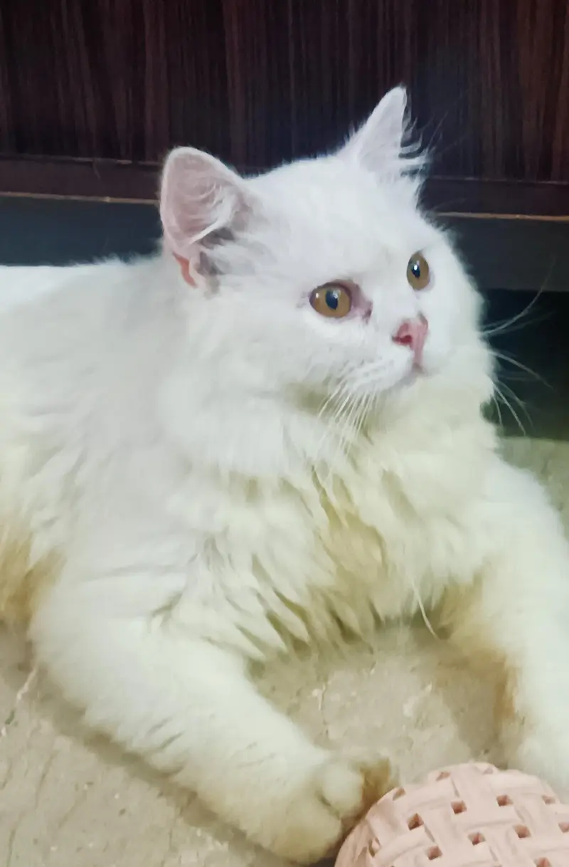 white persia male cat — photo 2