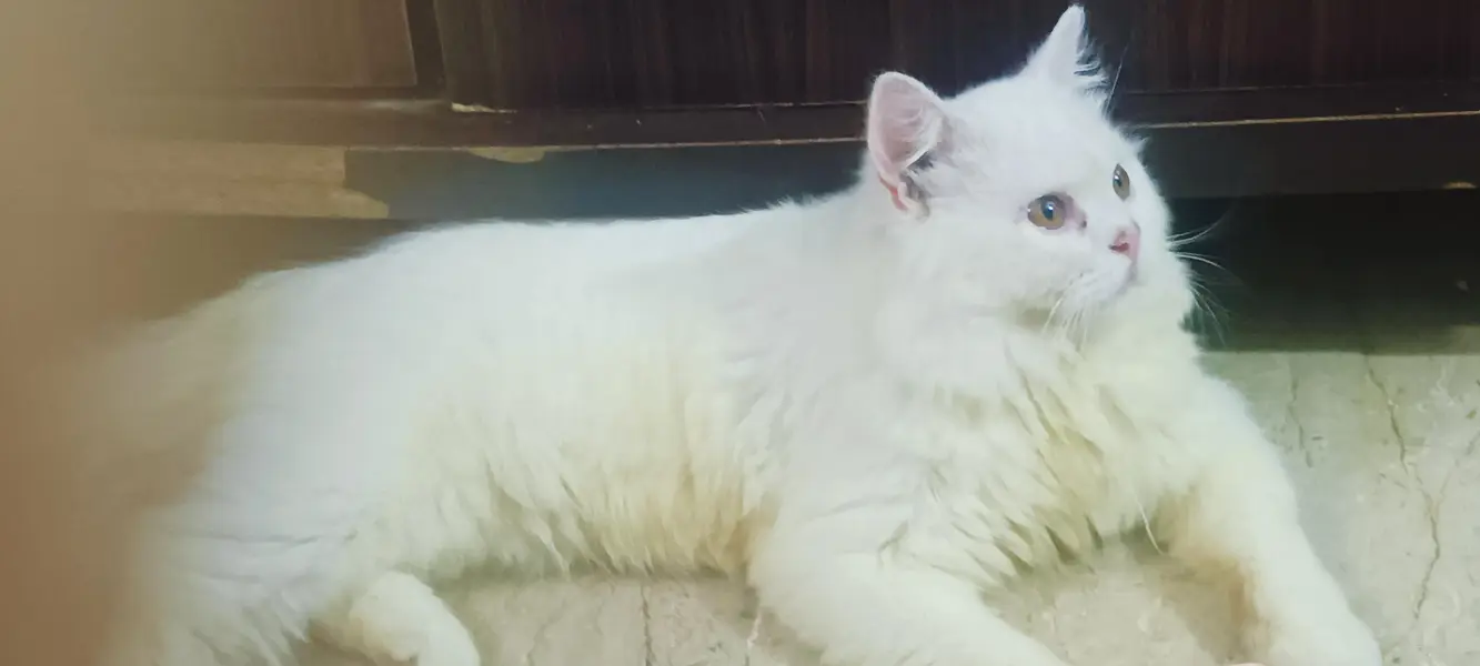 white persia male cat — photo 3