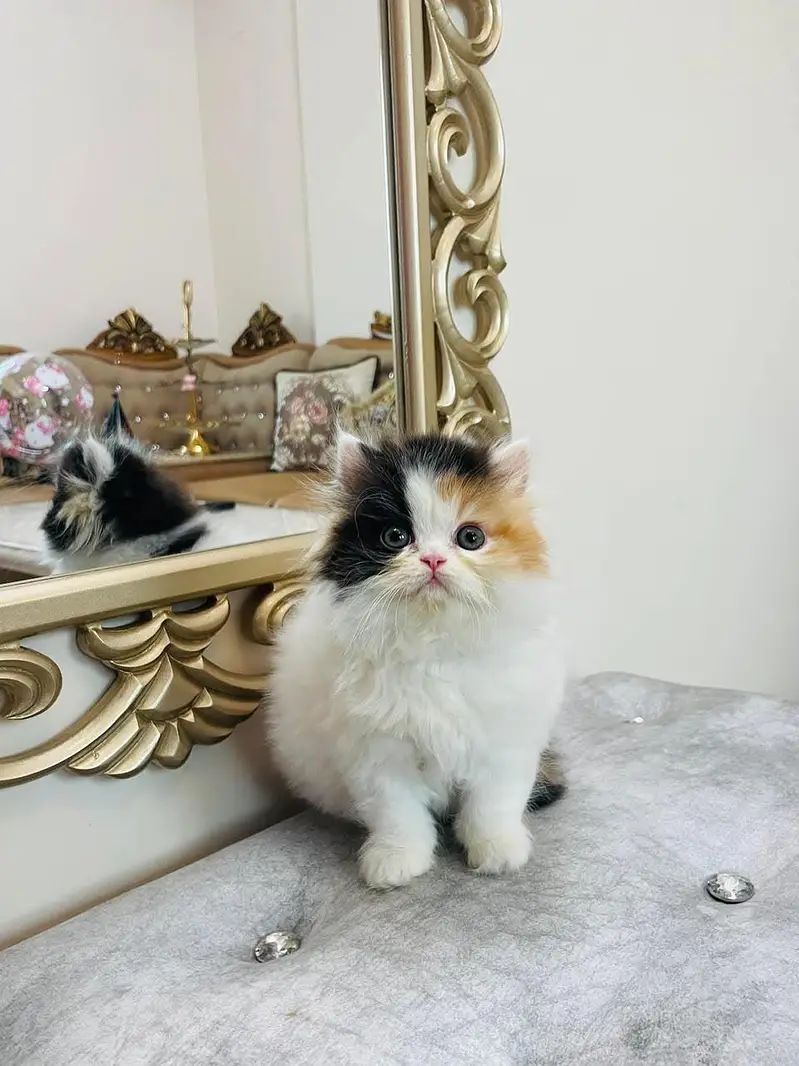 Persian kittens whatapp//0320 //7093//727 — photo 4