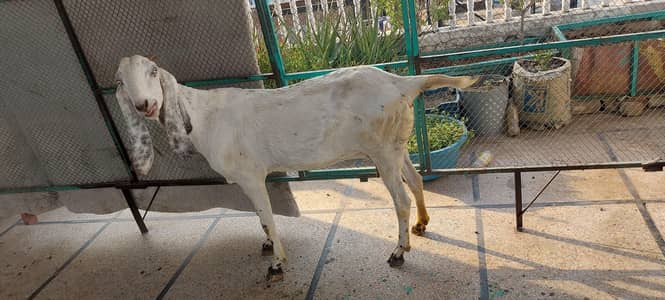 white betal bakri goat