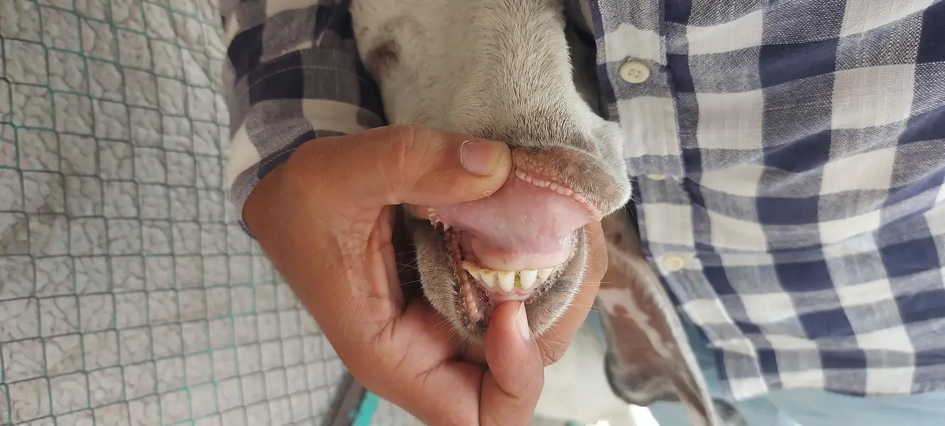 white betal bakri goat — photo 2