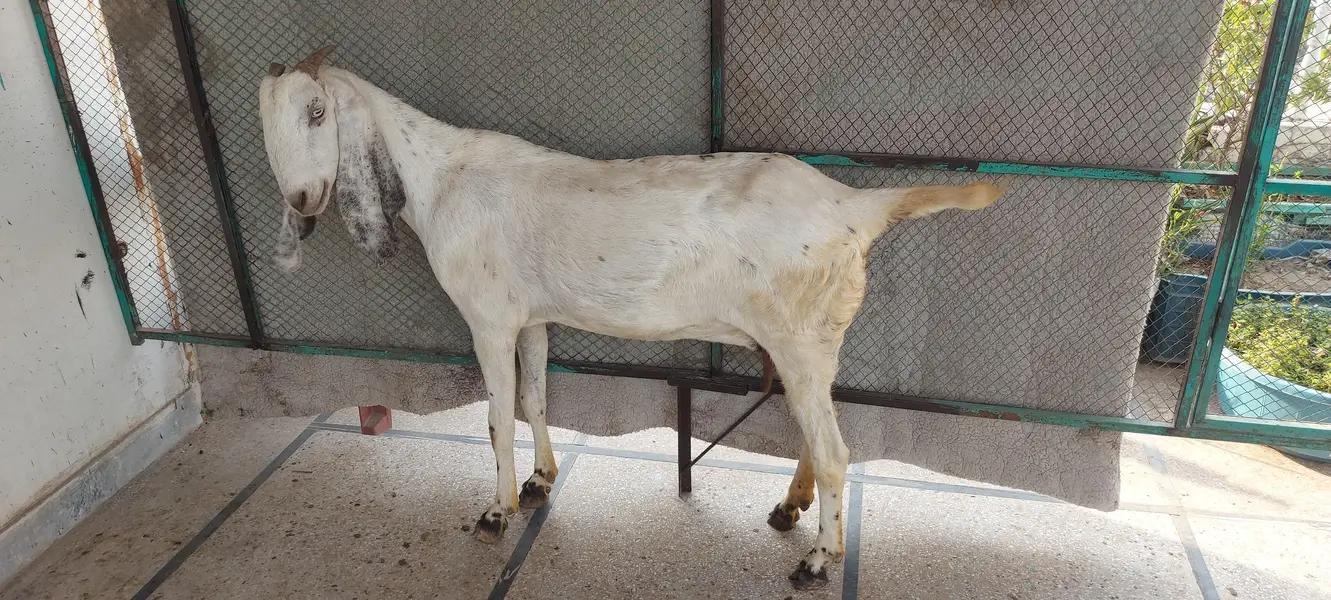 white betal bakri goat — photo 3