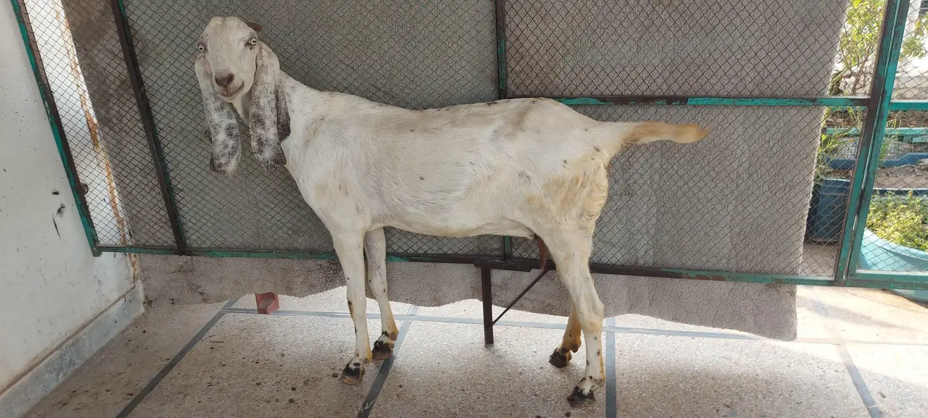 white betal bakri goat — photo 4