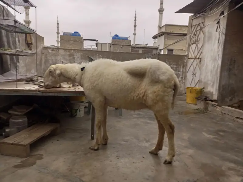 Mundri female — photo 2