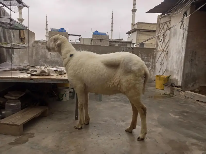 Mundri female — photo 3
