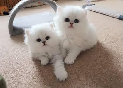 Persian kittens whatapp//0320 //7093//727
