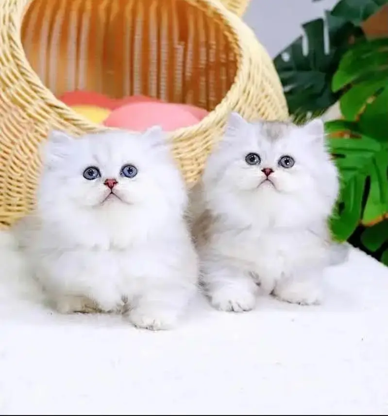 Persian kittens whatapp//0320 //7093//727 — photo 3