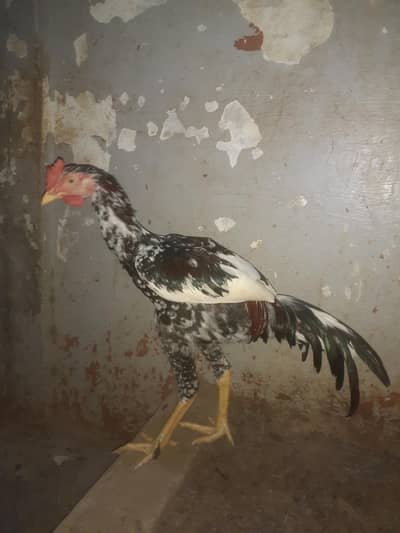 For sell