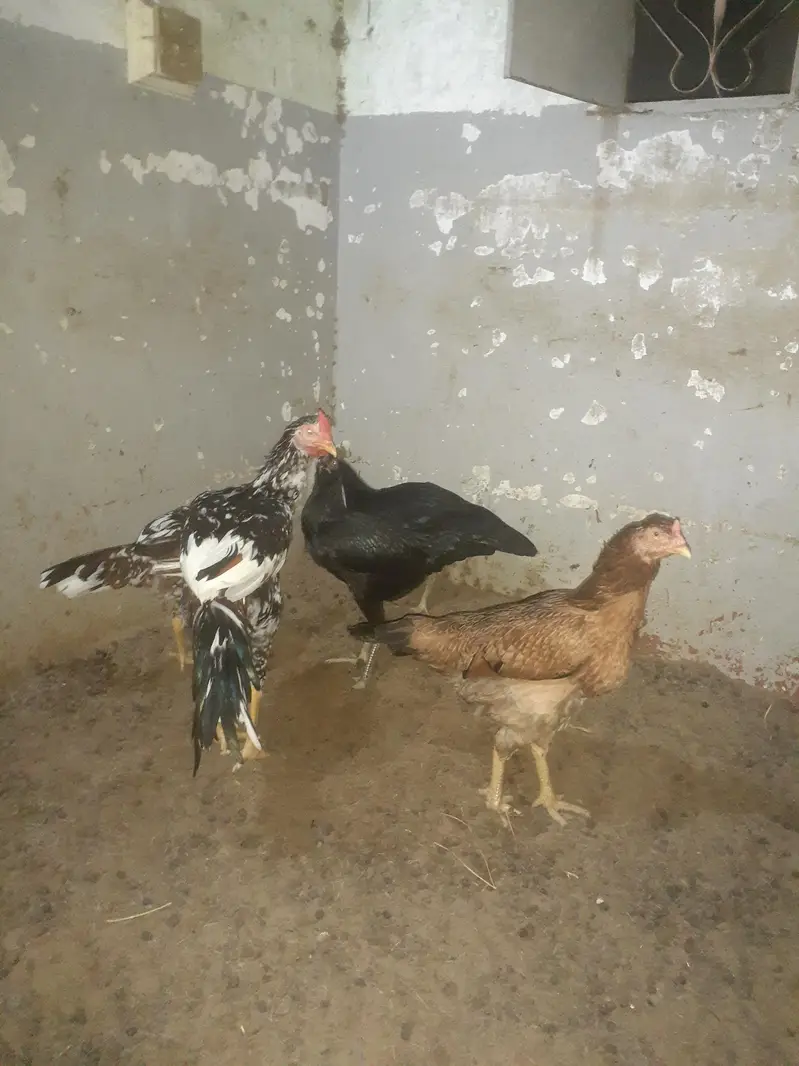 For sell — photo 2