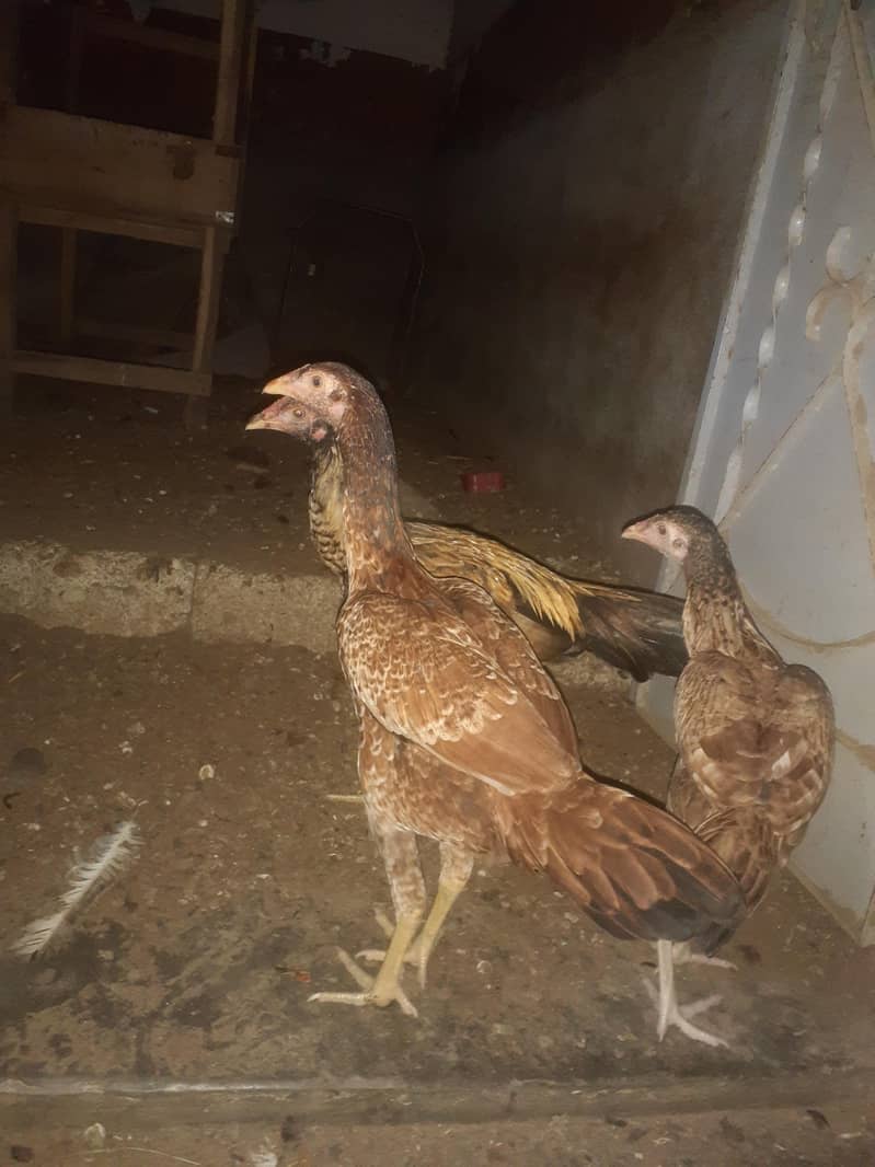 For sell 3