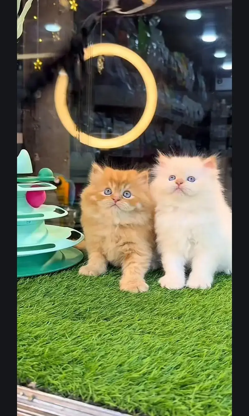 Persian kittens whatapp//0320 //7093//727 — photo 3